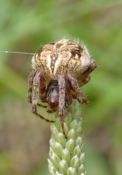 Agalenatea redii - Moriago della Battaglia (TV)